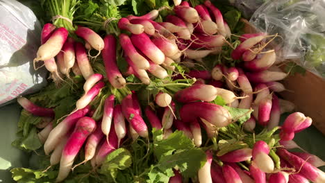 Fresh-long-red-radishes-closeup-at-an-outdoor-farmer's-market
