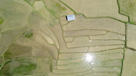 Top-down-view-of-a-Rice-Field,-Chiang-Mai,-Thailand