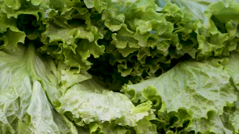 Fresh-lettuces-on-display-for-sale-at-free-fair
