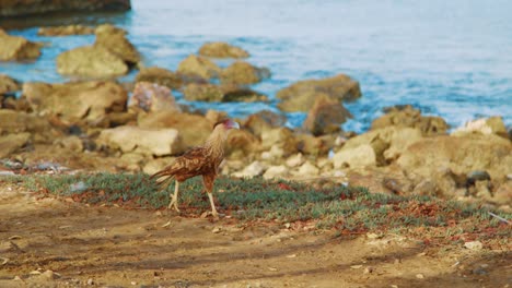 Pájaro-Caracara-Crestado-Del-Norte-Buscando-Comida-A-Lo-Largo-De-La-Costa-De-Curacao,-Rastreando