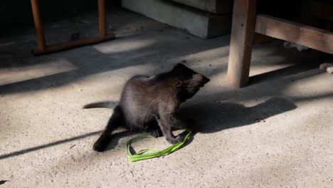 Small-black-feral-kitten-plays-alone-with-green-grass-strip