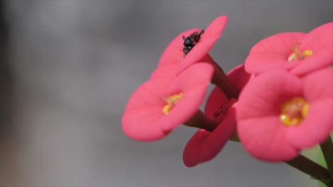 Fliegen-Sie-Auf-Der-Roten-Blume-Queensland-Australien