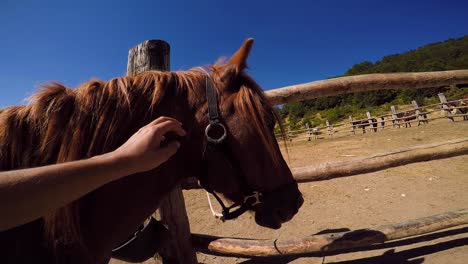 Cuddling-horse-with-saddle-on-farm,-wide-angle-point-of-view