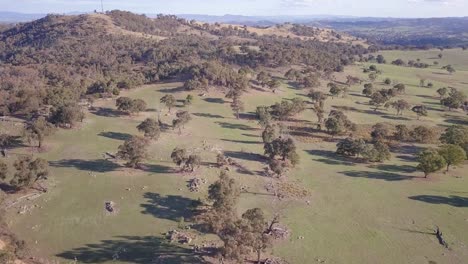 Aerial-flight-over-forest-in-Australia-with-trees-and-mountains-in-background,-long-distance-shot-moving-forward