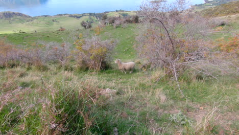 A-lonely-sheep-stands-on-a-green-meadow-at-Roys-Peak-trail,-New-Zealand
