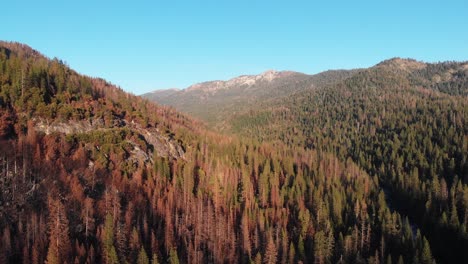 Aerial-view-of-pine-forest-and-mountains