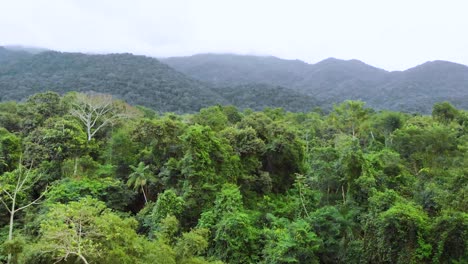 Im-Brasilianischen-Regenwald-Aufsteigen
