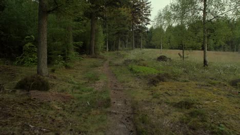trail-in-the-woods,-camera-movement,-camera-tracking-dolly-in-on-a-steadicam-gimbal-stabiliser,-no-people