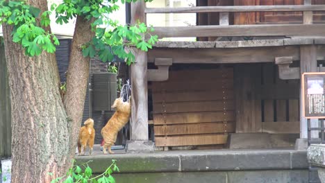 Cats-playing-with-each-other-in-the-shrine