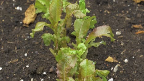 Tilt-shot-of-homegrown-salad