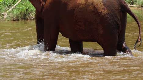 Elephant-feet-walking-through-a-river-in-slow-motion