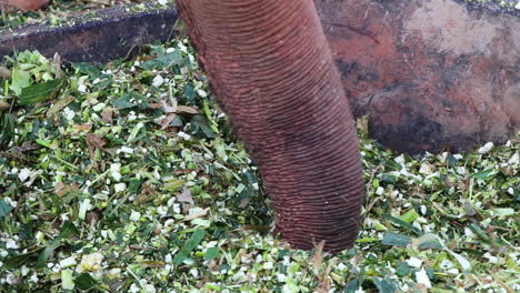 Trunk-of-an-elephant-playing-with-it's-food-in-a-large-bowl