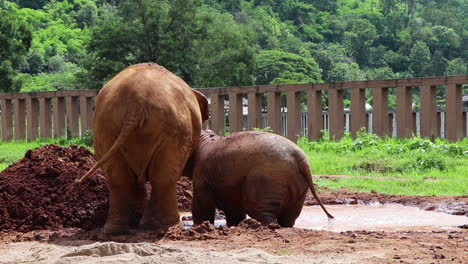 Elephants-flinging-dirt-on-themselves-in-slow-motion