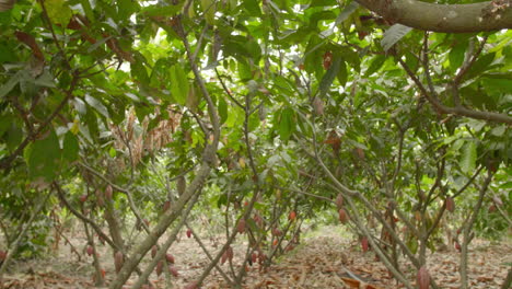 Kakaobaum-In-Südamerika