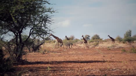 Un-Grupo-De-Jirafas-Caminando-Libremente-En-África