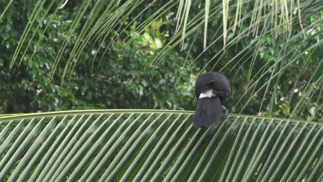 Chestnut-mandibled-toucan-in-Manuel-Antonio-National-Park,-Costa-Rica