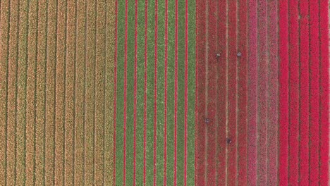 A-drone-shot-with-the-camera-down,-slowly-flying-forward,-filming-4-farmers-inspecting-their-tulips-in-the-Netherlands
