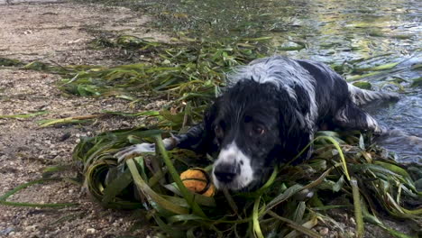 An-English-springer-spaniel-dog-resting-by-the-edge-of-a-lake-in-the-weeds-with-a-ball-and-scrapping-the-weeds-away