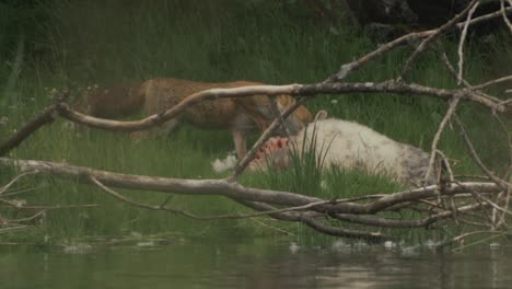 Fox-Feeding-at-dead-sheep-by-rivers-edge
