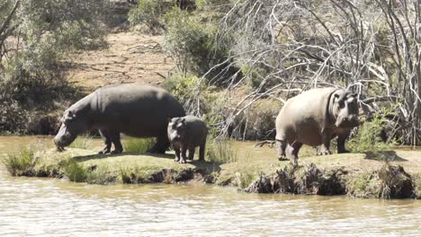 Familia-De-Hipopótamos-Al-Borde-Del-Agua