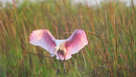 Roseate-spoonbill-flying-and-landing-in-South-Florida-Everglades-marsh-swamp-wetland