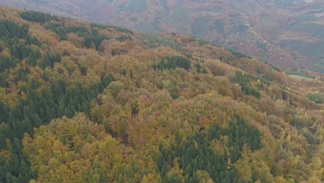 Panoramic-aerial-view:-flight-over-a-thick-expanse-of-autumn-colored-pines