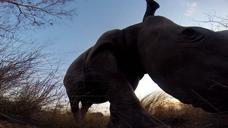 Unique-footage-of-a-Southern-white-rhinoceros-moving-passed-a-hidden-cam-at-dusk,-animal-appearing-as-a-silhouette
