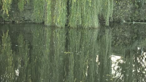 Weidenbaum,-Der-Sich-Im-Wasser-Widerspiegelt,-Während-Enten-Vorbeiziehen