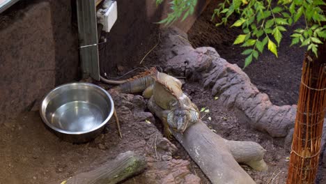 Big-iguana-in-a-zoo