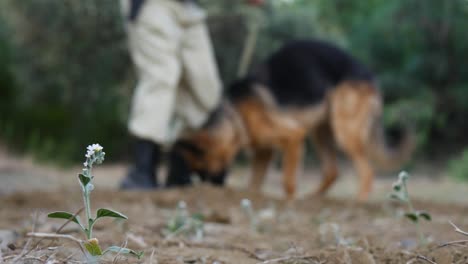 An-army-search-dog-sniffs-out-and-finds-something-in-the-woods