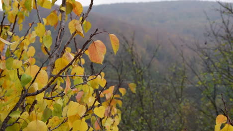Blick-Durch-Das-Herbstlaub-Auf-Die-Hügel-Im-Hintergrund