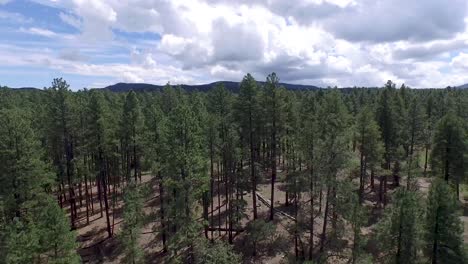 Drone-aerial-footage-of-the-pine-forest-of-the-Prescott-National-Forrest,