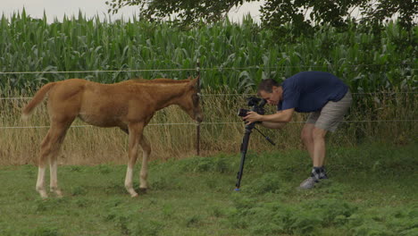 Behind-the-scenes-of-a-young-colt-being-filmed-by-a-videographer-in-a-field