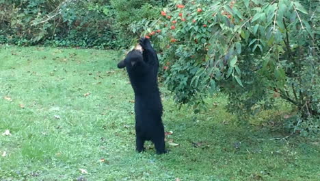 Black-Bear-family-eating-and-resting-in-backyard-or-house-in-Hendersonville-North-Carolina