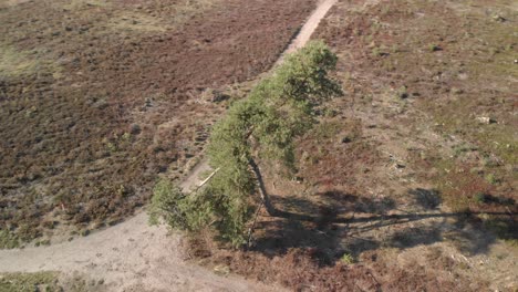 Aerial-view-circling-around-a-pine-tree-on-a-crossing-of-roads-in-a-dry-moorland-in-The-Netherlands