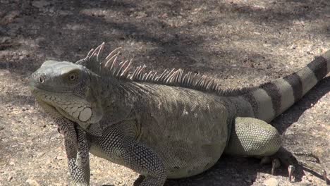 Large-Iguana-walks-to-camera