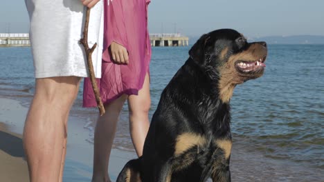 Ein-Freundlicher-Und-Aufmerksamer-Rottweiler-Hund-Am-Strand-Mit-Seinen-Besitzern