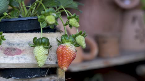 Fresh-strawberries-growing-in-a-vase