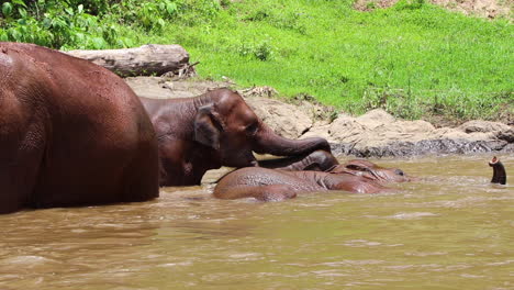 Elefantenfamilie-Herumrollen-Und-Im-Wasser-Spielen