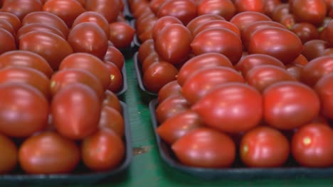 Frisch-Verpackte-Roma-Tomatenpfanne