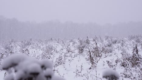Toma-De-4k-De-Copos-De-Nieve-Cayendo-Y-Acumulándose-Sobre-La-Vegetación-Invernal-En-Un-Campo-Abierto