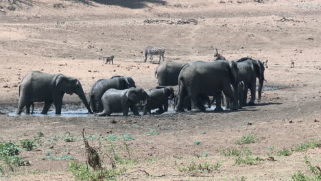 Afrikanische-Elefantenherde,-Die-Ein-Bad-In-Einem-Kleinen-Pool-Genießt,-Kruger-N