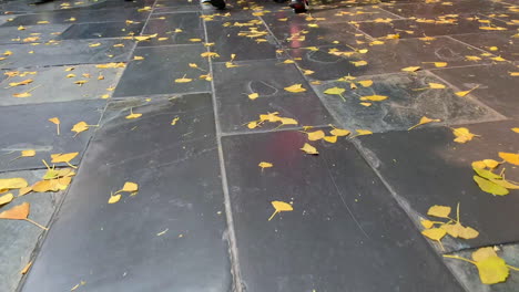 people-walking-on-a-narrow-path-and-yellow-leaves-floor