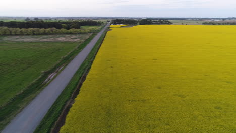 Aerial-view-of-canola-field-and-road