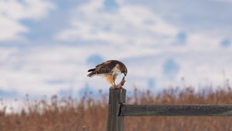 Red-Tailed-Hawk-eating-its-prey