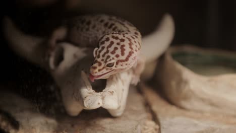 Un-Gecko-Leopardo-Se-Lame-Los-Labios