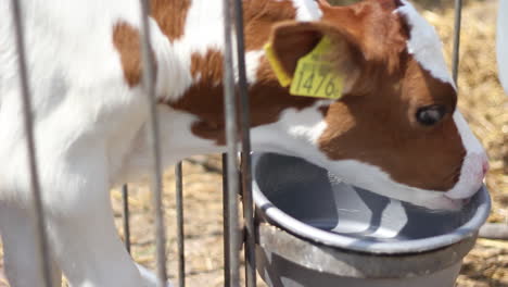 Calf-checking-empty-drinking-bowl