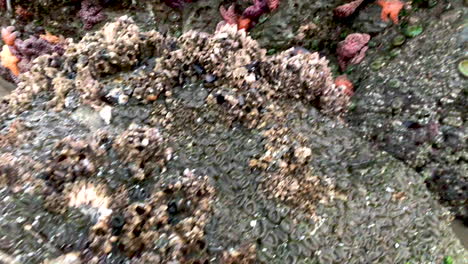 Viele-Schöne-Seesterne-Und-Anemonen-Können-Bei-Ebbe-In-Bandon-Beach,-Süd-Oregon,-An-Nassen-Felsen-Kleben,-Besonders-Im-Winter