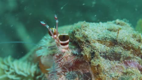 A-Hermit-crab-resting-on-the-ocean-floor
