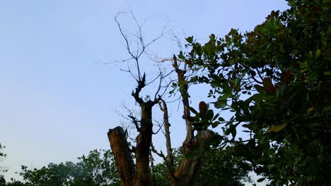 A-dead-tree-stands-among-lush-green-foliage-from-other-trees-as-the-wind-moves-them